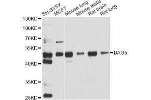 Western blot analysis of extracts of various cell lines, using BAG5 antibody. (BAG5 抗体  (AA 198-447))