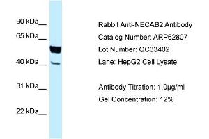 Western Blotting (WB) image for anti-N-terminal EF-Hand Calcium Binding Protein 2 (NECAB2) (C-Term) antibody (ABIN2789251) (NECAB2 抗体  (C-Term))