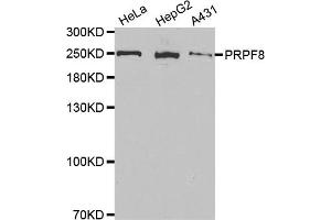 Western Blotting (WB) image for anti-PRP8 Pre-mRNA Processing Factor 8 (PRPF8) antibody (ABIN1877080) (PRPF8 抗体)