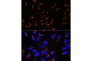 Immunofluorescence analysis of U-2 OS cells using Peroxiredoxin 3 (PRDX3) (PRDX3) Rabbit mAb (ABIN7269237) at dilution of 1:100 (40x lens). (Peroxiredoxin 3 抗体)