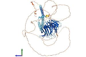 AlphaFold protein structure predicition of Mouse Recombinant Tle4 Protein, UniprotID Q62441 (TLE4 Protein (AA 1-773) (His tag))