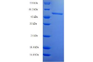 SDS-PAGE (SDS) image for Guanosine Monophosphate Reductase 2 (GMPR2) (AA 1-366) protein (His-SUMO Tag) (ABIN5711841)