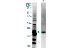 Western Blot analysis of DAZAP2 expression in transfected 293T cell line by DAZAP2 monoclonal antibody (M06), clone 8G5. (DAZAP2 抗体  (AA 1-168))