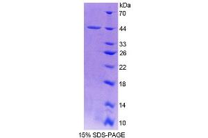 SDS-PAGE analysis of Mouse Profilin 3 Protein. (Profilin 3 Protein (PFN3))