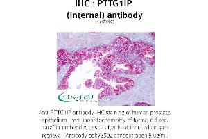 Image no. 1 for anti-Pituitary Tumor-Transforming 1 Interacting Protein (PTTG1IP) (Internal Region) antibody (ABIN1738624) (PTTG1IP 抗体  (Internal Region))