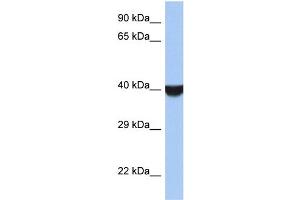 WB Suggested Anti-TMED8 Antibody Titration: 0. (TMED8 抗体  (Middle Region))