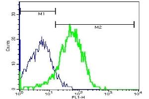 Mouse splenocytes probed with Rabbit Anti-MRC1 Polyclonal Antibody, FITC Conjugated . (Macrophage Mannose Receptor 1 抗体  (AA 201-300))