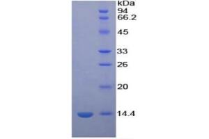 SDS-PAGE of Protein Standard from the Kit  (Highly purified E. (PF4 ELISA 试剂盒)