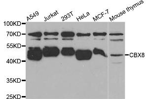 Western blot analysis of extracts of various cell lines, using CBX8 antibody (ABIN5973663) at 1/1000 dilution. (CBX8 抗体)