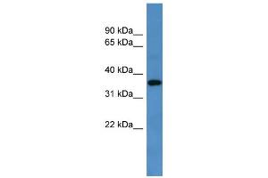 WB Suggested Anti-Gpr88 Antibody Titration: 0.