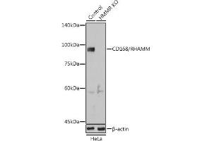 Western blot analysis of extracts from normal (control) and CD168/RHAMM Rabbit pAb knockout (KO) HeLa cells, using CD168/RHAMM Rabbit pAb antibody (ABIN6131278, ABIN6141879, ABIN6141880 and ABIN6216074) at 1:1000 dilution. (HMMR 抗体  (AA 1-300))