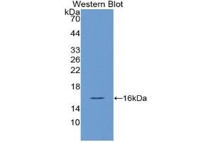 Detection of Recombinant VEGF121, Human using Polyclonal Antibody to Vascular Endothelial Growth Factor 121 (VEGF121) (VEGF121 抗体  (AA 28-147))