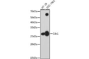 Western blot analysis of extracts of various cell lines, using Cdx1 antibody (ABIN7266151) at 1:1000 dilution. (CDX1 抗体)