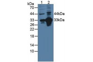 Figure. (CD46 抗体  (AA 147-285))