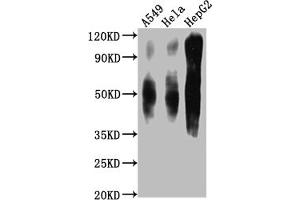 Western Blot Positive WB detected in: A549 whole cell lysate, Hela whole cell lysate, HepG2 whole cell lysate All lanes CD63 antibody at 1:1000 Secondary Goat polyclonal to mouse IgG at 1/50000 dilution Predicted band size: 30-120 KD KDa Observed band size: 30-120 KD KDa Exposure time:1 min (CD63 抗体  (AA 103-203))