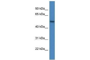 Western Blot showing ARHGAP19 antibody used at a concentration of 1 ug/ml against PANC1 Cell Lysate (ARHGAP19 抗体  (C-Term))