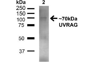 Western blot analysis of Human 293T showing detection of ~70kDa UVRAG protein using Rabbit Anti-UVRAG Polyclonal Antibody . (UVRAG 抗体  (C-Term) (FITC))
