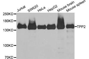 Western blot analysis of extracts of various cell lines, using TPP2 antibody (ABIN5973821) at 1/1000 dilution. (Tpp2 抗体)