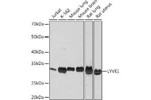 Western blot analysis of extracts of various cell lines, using LYVE1 Rabbit mAb (ABIN1682995, ABIN3018843, ABIN3018844 and ABIN7101671) at 1:1000 dilution. (LYVE1 抗体)