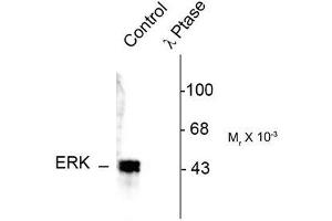Image no. 1 for anti-Mitogen-Activated Protein Kinase 3 (MAPK3) (pThr202), (Tyr204) antibody (ABIN372623) (ERK1 抗体  (pThr202, Tyr204))