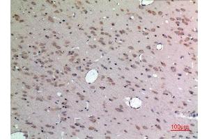 Immunohistochemistry (IHC) analysis of paraffin-embedded Rat Brain, antibody was diluted at 1:100. (Apelin 抗体  (C-Term))