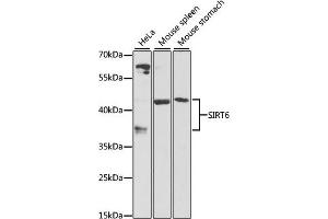Western blot analysis of extracts of various cell lines, using SIRT6 antibody (ABIN6134064, ABIN6147800, ABIN6147801 and ABIN6223284) at 1:1000 dilution. (SIRT6 抗体  (C-Term))