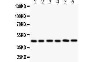 Anti- CD25/IL-2sR Alpha antibody, Western blottingAll lanes: Anti CD25/IL-2sR Alpha  at 0. (CD25 抗体  (N-Term))