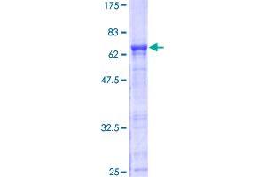 IMPACT Protein (AA 1-320) (GST tag)