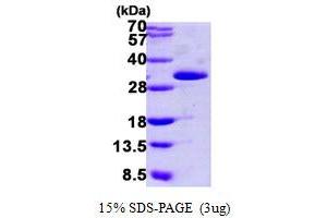 Grancalcin, EF-Hand Calcium Binding Protein (GCA) (AA 1-217) protein (His tag)
