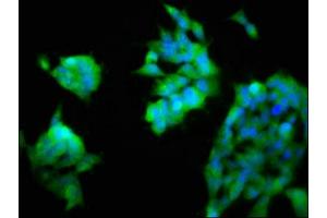 Immunofluorescence staining of 293 cells with ABIN7161486 at 1:200, counter-stained with DAPI. (ASAH2 抗体  (AA 255-506))
