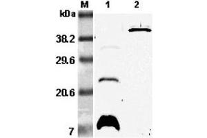 Western blot analysis using anti-RELM-β (mouse), pAb  at 1:5'000 dilution. (RETNLB 抗体)