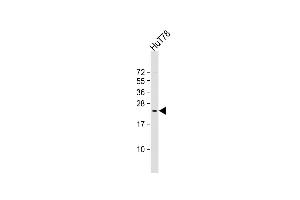 Anti-BATF3 Antibody (Center) at 1:2000 dilution + HuT78 whole cell lysate Lysates/proteins at 20 μg per lane. (BATF3 抗体  (AA 58-89))
