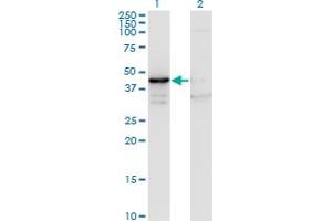 Western Blot analysis of MAPK13 expression in transfected 293T cell line by MAPK13 monoclonal antibody (M13), clone 3H7. (MAPK13 抗体  (AA 1-365))