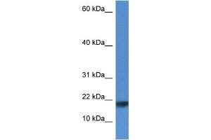 WB Suggested Anti-Iscu Antibody Titration: 1. (ISCU 抗体  (N-Term))