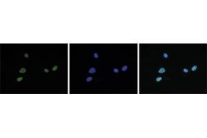 Immunofluorescent staining of mouse NIH3T3 cell line with antibody followed by an anti-rabbit antibody conjugated to Alexa488 (left). (HIST1H4A 抗体  (acLys5, acLys8, acLys12, acLys16))