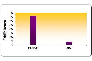 ChIP of Histone H3 acetyl Lys9 mAb.