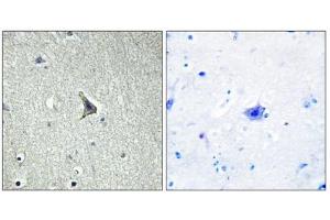 Immunohistochemistry analysis of paraffin-embedded human brain tissue using GPR137C antibody. (GPR137C 抗体  (Internal Region))