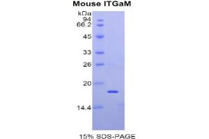 SDS-PAGE analysis of Mouse Integrin alpha M (ITGAM) Protein. (CD11b 蛋白)
