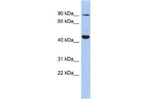 WB Suggested Anti-KCNH2 Antibody Titration:  0.