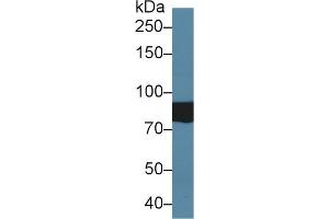 Western Blotting (WB) image for anti-Solute Carrier Family 16, Member 10 (Aromatic Amino Acid Transporter) (SLC16A10) (AA 664-970) antibody (ABIN7441175)