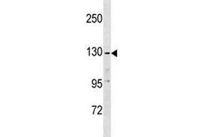 Western Blotting (WB) image for anti-Epidermal Growth Factor (EGF) (AA 940-967) antibody (ABIN3030833)