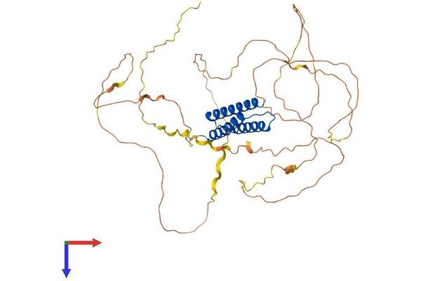 BAG4 Protein (AA 1-457) (His tag)