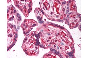 Anti-E2F2 antibody IHC of human placenta. (E2F2 抗体  (AA 191-240))