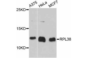 Western blot analysis of extracts of various cell lines, using RPL38 antibody (ABIN6293908) at 1:3000 dilution. (RPL38 抗体)