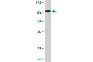 Western Blot detection against Immunogen (80. (TRAF2 抗体  (AA 1-501))