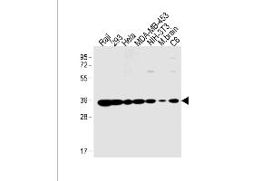 All lanes : Anti-PHB2 Antibody  at 1:1000 dilution Lane 1: Raji whole cell lysate Lane 2: 293 whole cell lysate Lane 3: Hela whole cell lysate Lane 4: MDA-MB-453 whole cell lysate Lane 5: NIH/3T3 whole cell lysate Lane 6: mouse brain lysate Lane 7: C6 whole cell lysate Lysates/proteins at 20 μg per lane. (Prohibitin 2 抗体  (AA 225-255))