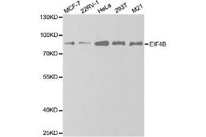 Western blot analysis of extracts of various cell lines, using EIF4B antibody. (EIF4B 抗体)