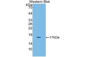 Western Blotting (WB) image for anti-Growth Differentiation Factor 3 (GDF3) (AA 253-366) antibody (ABIN1858988) (GDF3 抗体  (AA 253-366))
