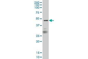 SIRPA monoclonal antibody (M01), clone 1D10 Western Blot analysis of SIRPA expression in IMR-32 . (SIRPA 抗体  (AA 28-507))
