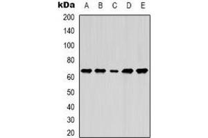 Western blot analysis of Lamin B1 expression in MCF7 (A), A549 (B), SKOV3 (C), mouse brain (D), mouse liver (E) whole cell lysates. (Lamin B1 抗体)